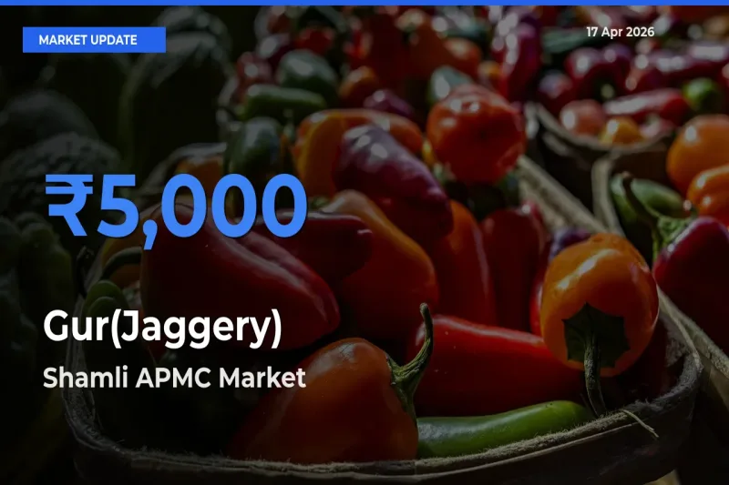 Shamli APMC Tops Gur(Jaggery) Rates – April 17 Market Update