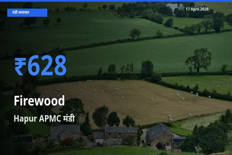 आज जलावन लकड़ी के सबसे ज़्यादा दाम Hapur APMC मंडी में दर्ज