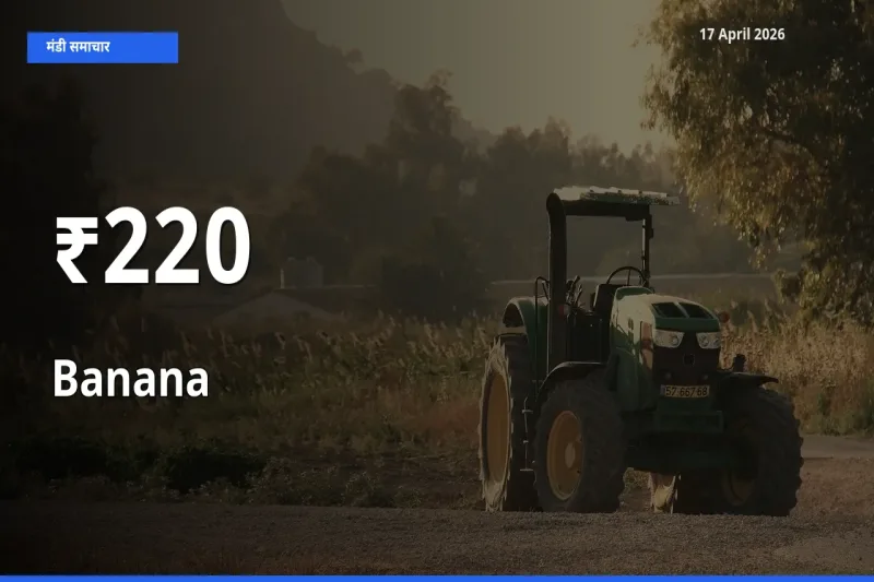 220+ मंडियों में केला के दामों का एक जैसा ट्रेंड