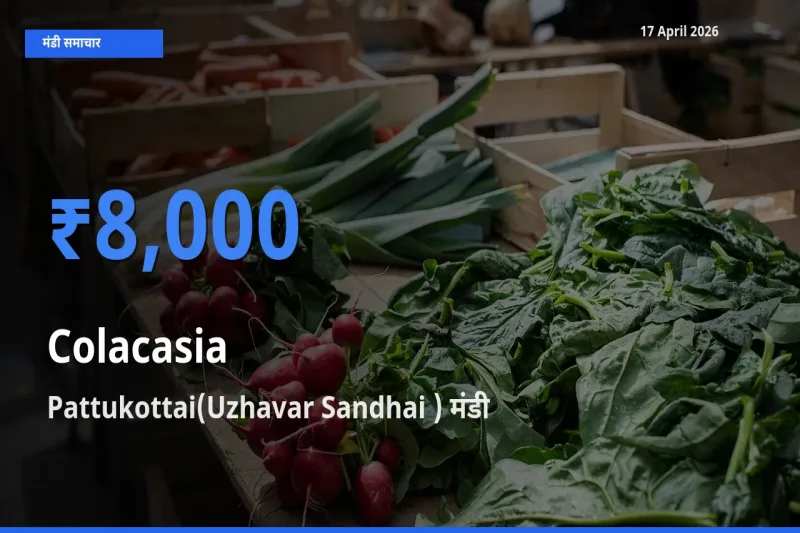 Pattukottai(Uzhavar Sandhai ) मंडी में अरबी ₹8,000 पर पहुँचा – आज का सर्वोच्च भाव