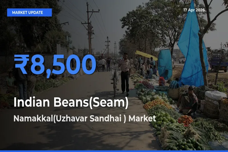 Top Performer! Namakkal(Uzhavar Sandhai ) Offers Best Indian Beans(Seam) Price Today