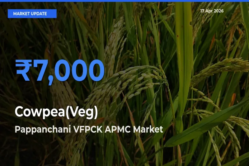 Farmers Prefer Pappanchani VFPCK APMC as Cowpea(Veg) Hits Highest Rate