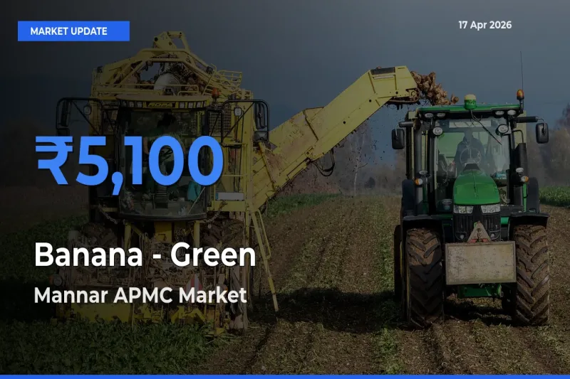Mannar APMC Emerges as Top Mandi for Banana - Green Prices Today