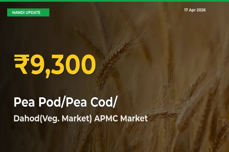 Farmers Benefit as Pea Pod/Pea Cod/हरी मटर Rate Touches New High in Dahod(Veg. Market) APMC