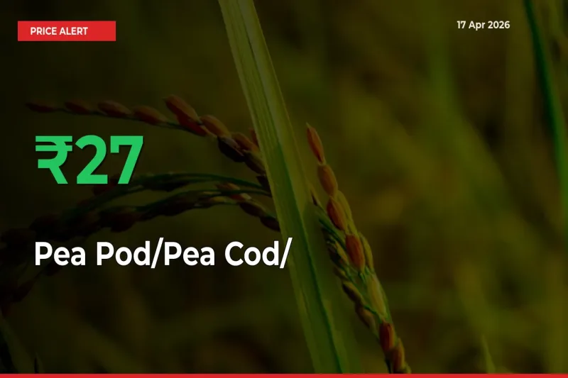 26.83% Spike in Pea Pod/Pea Cod/हरी मटर Prices – Mandi Sees Sudden Rally