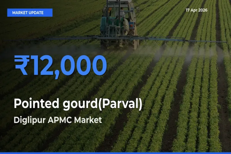 Farmers Prefer Diglipur APMC as Pointed gourd(Parval) Hits Highest Rate