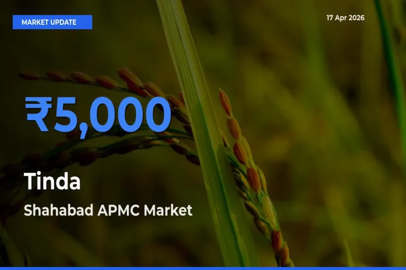 Shahabad APMC Leads as Top Mandi for Tinda Prices