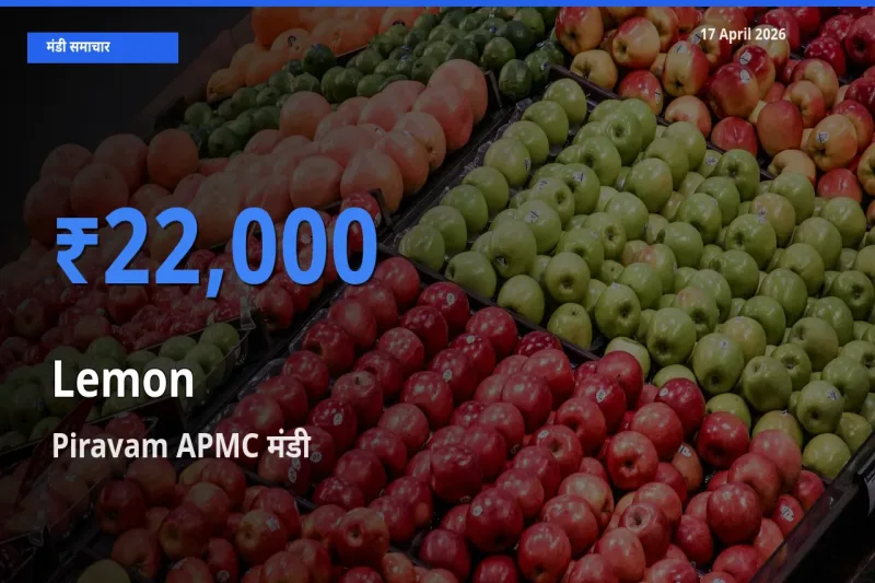Piravam APMC मंडी में नींबू ₹22,000 पर पहुँचा – आज का सर्वोच्च भाव