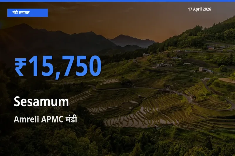 किसानों की पसंद बना Amreli APMC, तिल (गिंगेली) के सबसे अच्छे दाम