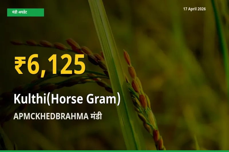 APMCKHEDBRAHMA में कुल्थी ₹6,125 पर पहुँचा – अब तक का उच्चतम भाव