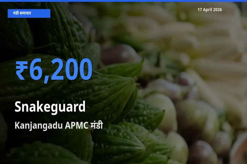 किसानों की पसंद बना Kanjangadu APMC, चिचिंडा (नागफनी लौकी) के सबसे अच्छे दाम