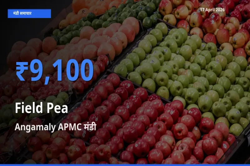 आज मटर (साबुत) के सबसे ऊँचे दाम ₹9,100 Angamaly APMC मंडी में