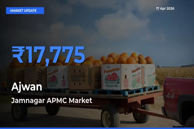 Jamnagar APMC Leads as Top Mandi for Ajwan Prices