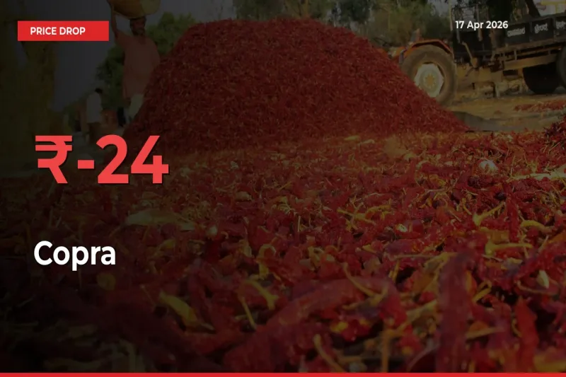 24.21% Drop in Copra Prices – Mandi Sees Sudden Fall