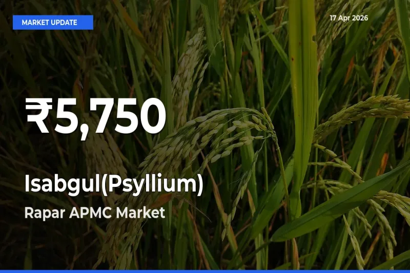 Big Drop! Isabgul(Psyllium) Slides to 30-Day Low at Rapar APMC