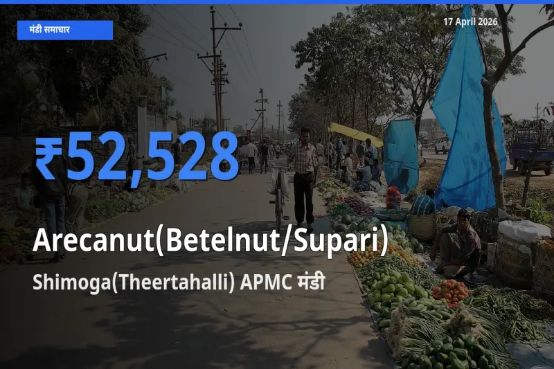 आज का मंडी भाव: सुपारी के सबसे ज़्यादा दाम Shimoga(Theertahalli) APMC में