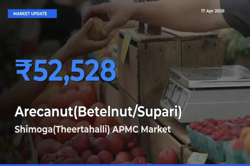 Shimoga(Theertahalli) APMC Tops Arecanut(Betelnut/Supari) Mandi Rates Today