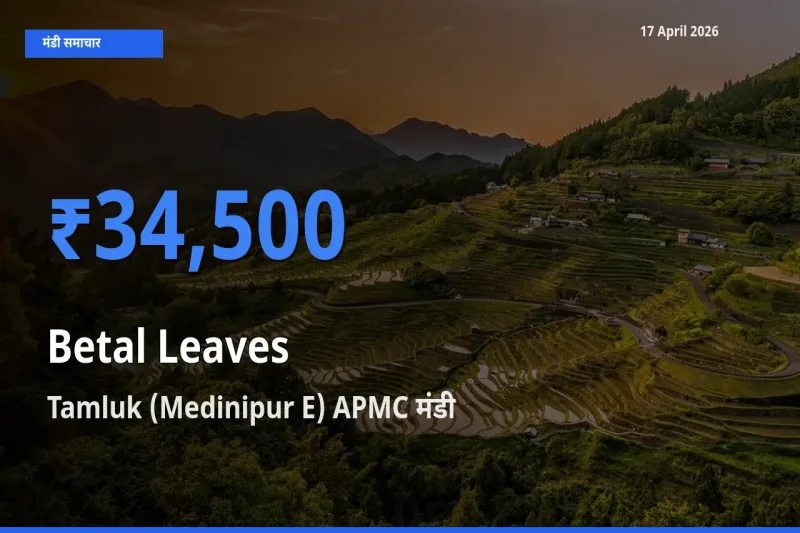 आज का मंडी भाव: पान के पत्ते के सबसे ज़्यादा दाम Tamluk (Medinipur E) APMC में