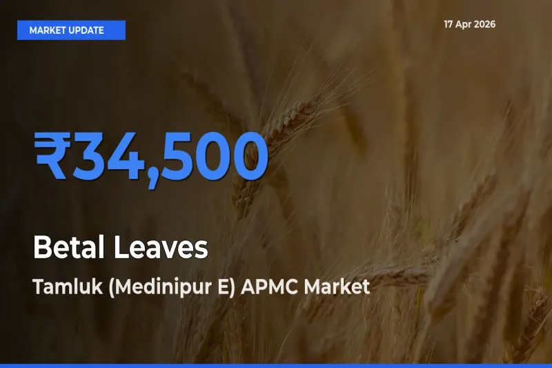 Tamluk (Medinipur E) APMC Leads as Top Mandi for Betal Leaves Prices