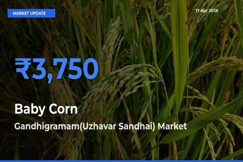 Top Performer! Gandhigramam(Uzhavar Sandhai) Offers Best Baby Corn Price Today