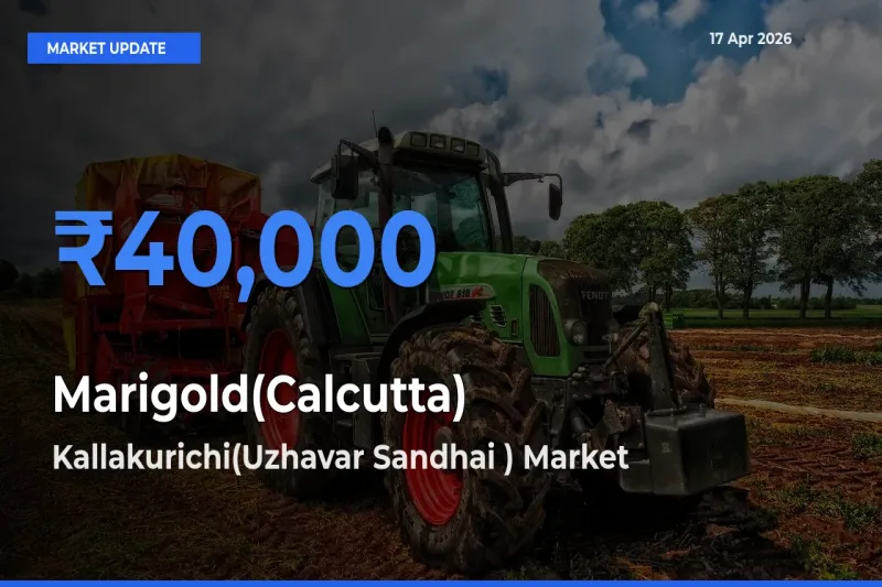 Kallakurichi(Uzhavar Sandhai ) Tops Marigold(Calcutta) Mandi Rates Today