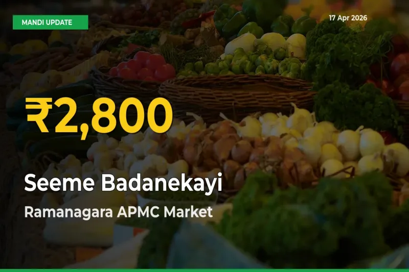 Seeme Badanekayi Mandi Rate Surges Today in Ramanagara APMC – Highest Level in 30 Days