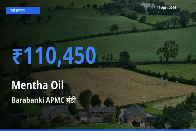 आज का मंडी भाव: मेंथा ऑयल के सबसे ज़्यादा दाम Barabanki APMC में