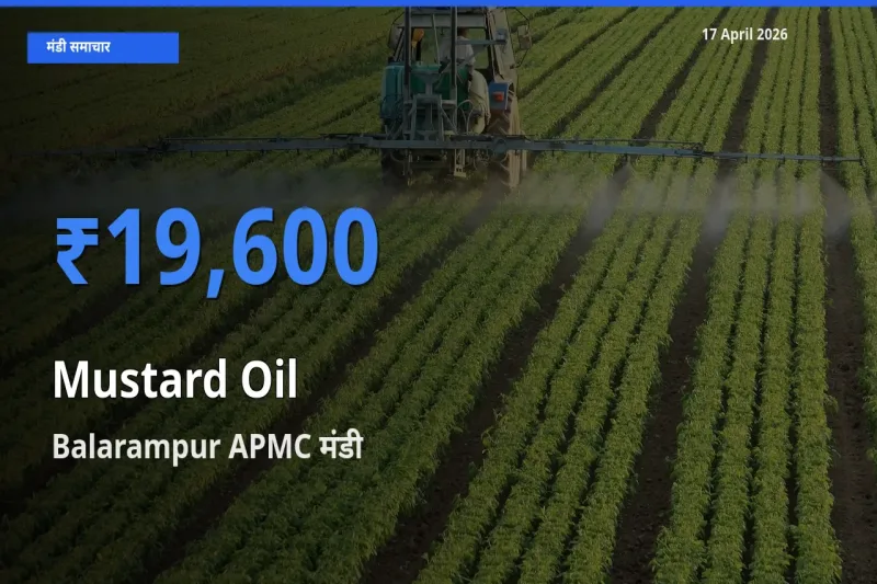 Balarampur APMC में सरसों का तेल का आज सबसे ऊँचा भाव