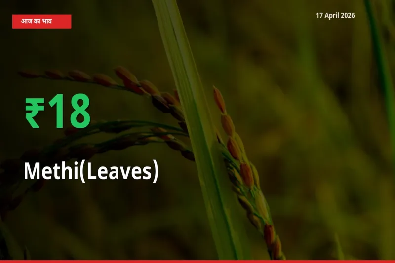 बाज़ार संकेत: हरी मेथी के भाव मंडी में 17.64% ऊपर