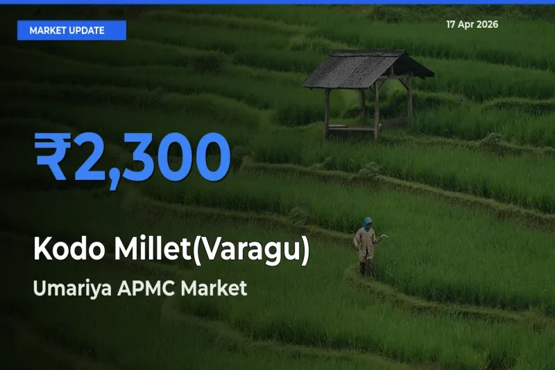 Umariya APMC Records Highest ₹2,300 Rate for Kodo Millet(Varagu)
