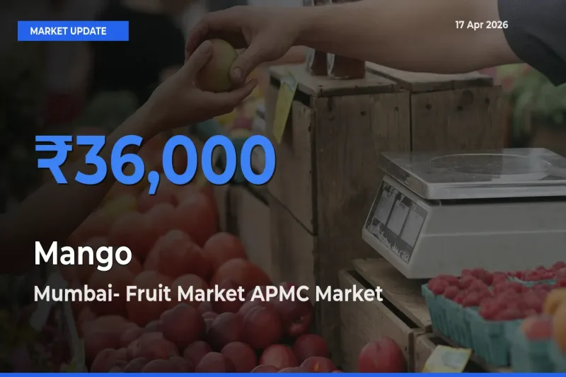 Mumbai- Fruit Market APMC Tops Mango Rates – April 17 Market Update