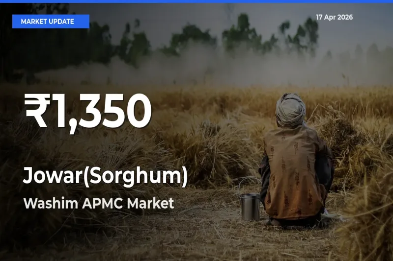 Jowar(Sorghum) Prices Touch 30-Day Low in Washim APMC – April 17 Update