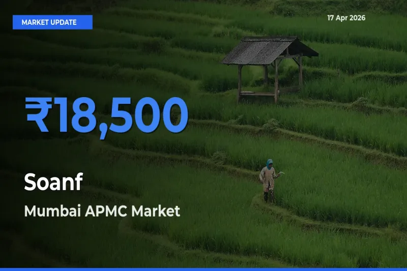 Mumbai APMC Leads as Top Mandi for Soanf Prices