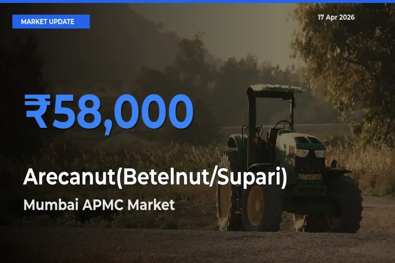 Arecanut(Betelnut/Supari) Mandi Rate Today: Mumbai APMC Tops the List