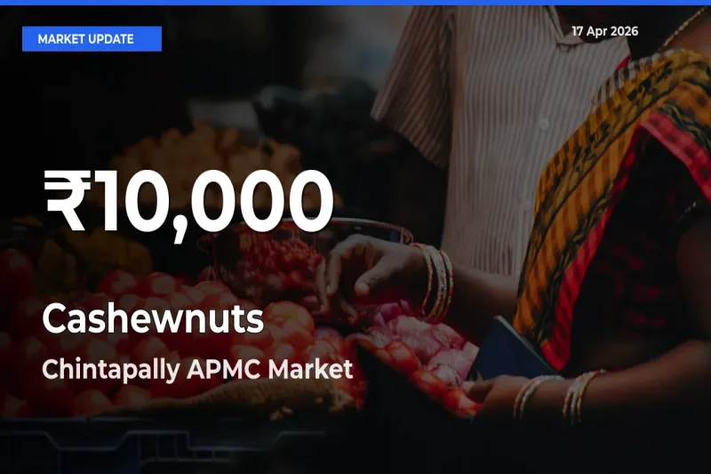 Why Cashewnuts Prices Slumped in Chintapally APMC – 30-Day Low Today
