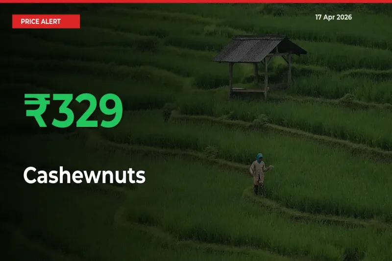 This Mandi Records 328.57% Jump in Cashewnuts Prices