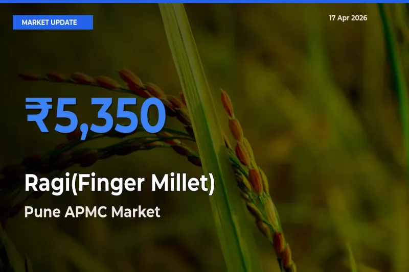 Pune APMC Records Highest ₹5,350 Rate for Ragi(Finger Millet)