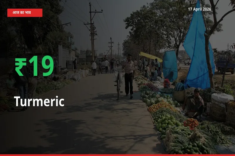 हल्दी के दाम प्रमुख मंडी में 19.24% बढ़े, 24 घंटे में बड़ा बदलाव