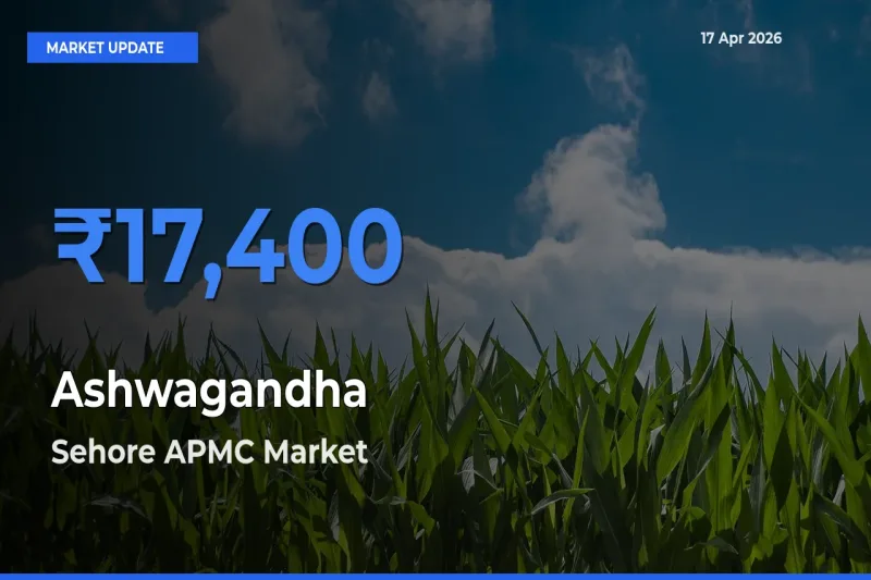 Farmers Prefer Sehore APMC as Ashwagandha Hits Highest Rate