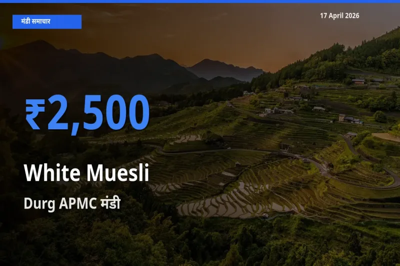 आज का मंडी भाव: सफेद मूसली के सबसे ज़्यादा दाम Durg APMC में