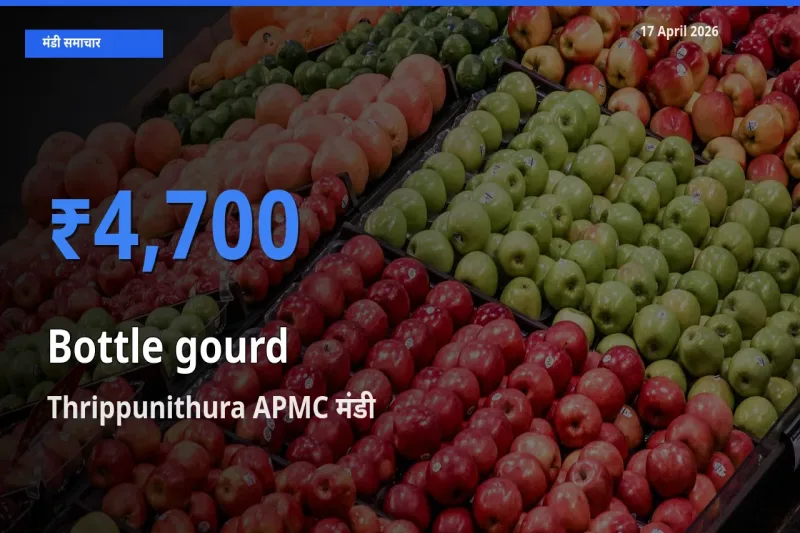 आज लौकी के सबसे ऊँचे दाम ₹4,700 Thrippunithura APMC मंडी में