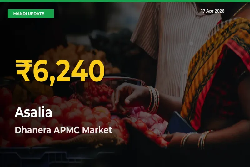 Big Jump in Asalia Prices! Dhanera APMC Records New Peak Today