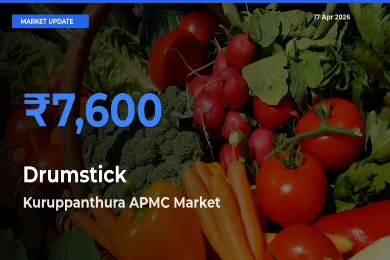 Kuruppanthura APMC Emerges as Top Mandi for Drumstick Prices Today