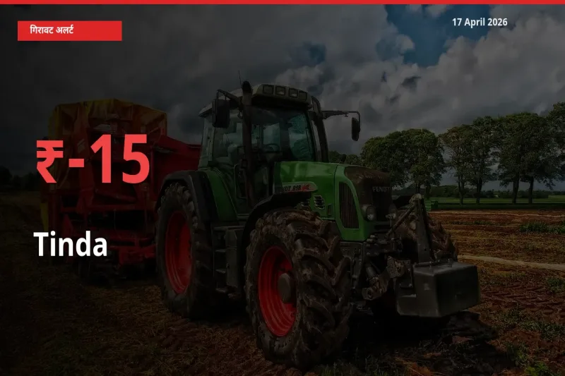 आज का मंडी भाव: टिंडा के दाम मंडी में 15.25% नीचे