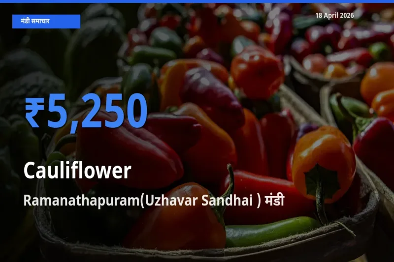 आज फूलगोभी के सबसे ज़्यादा दाम Ramanathapuram(Uzhavar Sandhai ) मंडी में दर्ज