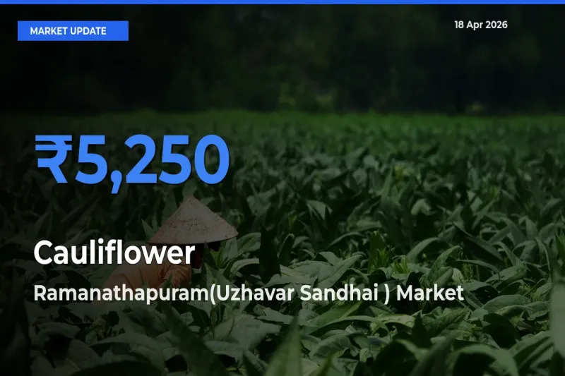 Ramanathapuram(Uzhavar Sandhai ) Offers ₹5,250 – Highest Cauliflower Rate Today