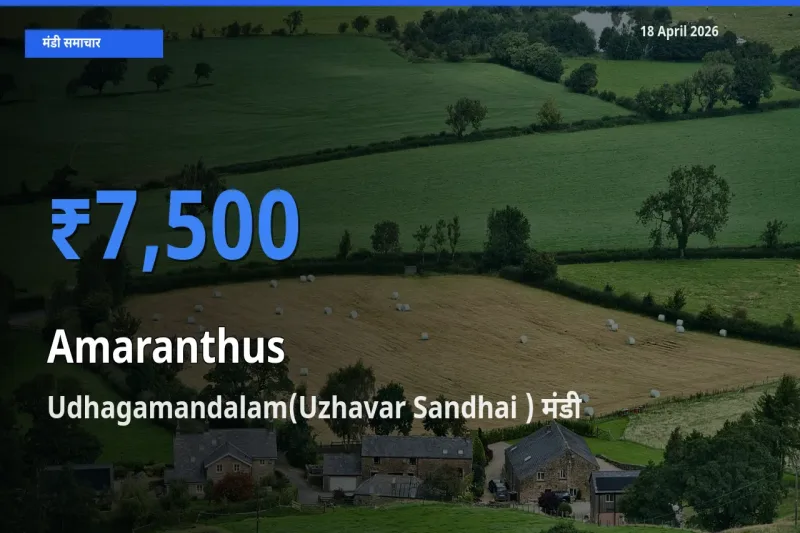 Udhagamandalam(Uzhavar Sandhai ) मंडी में आज चौलाई के सबसे ऊँचे दाम दर्ज