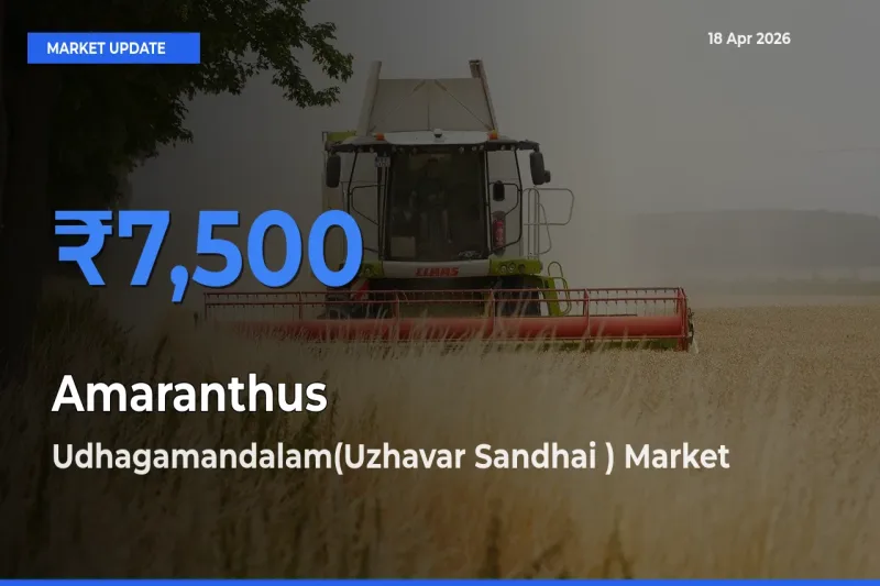 Udhagamandalam(Uzhavar Sandhai ) Leads as Top Mandi for Amaranthus Prices