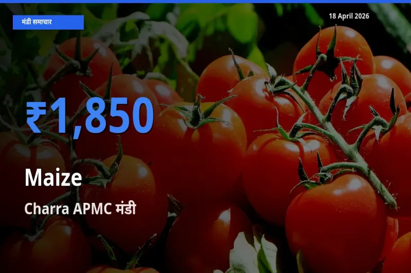 आज मक्का के सबसे ज़्यादा दाम Charra APMC मंडी में दर्ज