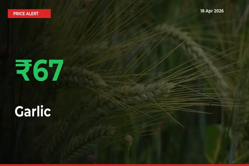 Why Garlic Prices Rose 66.54% in a Day at Mandis